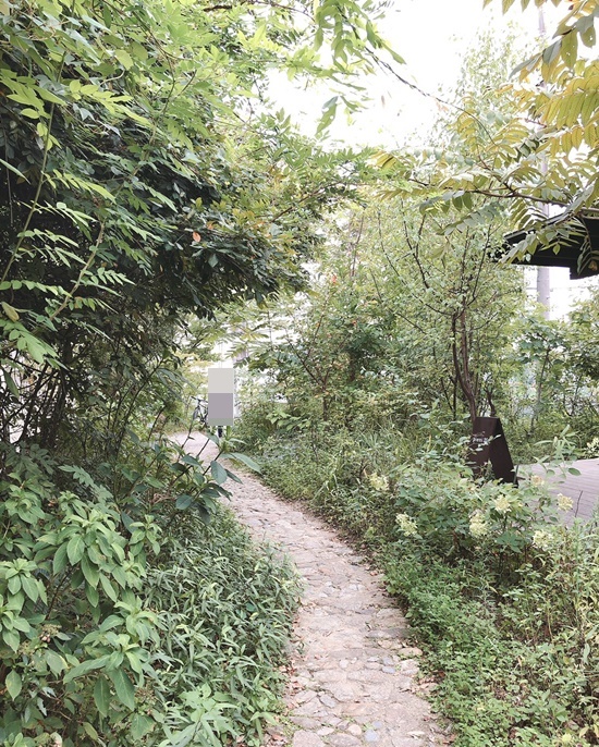 久々のくるみの木。そこで流れる時間。